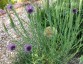 Tragopogon crocifolius - small image 5