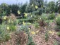 Verbascum roripifolium - small image 5