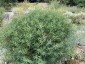 Vernonia lettermannii - small image 5