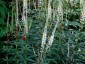Veronicastrum virginicum 'Album' - small image 5