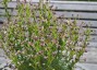 Zaluzianskya capensis - small image 5