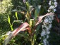 Zea japonica Variegata - small image 5