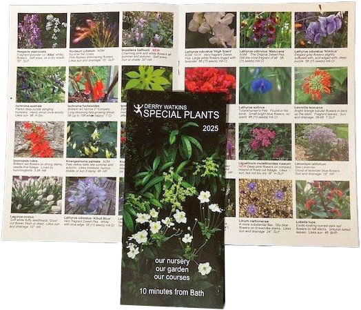 Seed Catalogue 2025